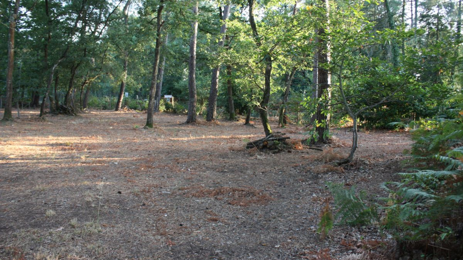 Terrain constructible de 900m2 à Saint-Benoît-la-Forêt/ image 1
