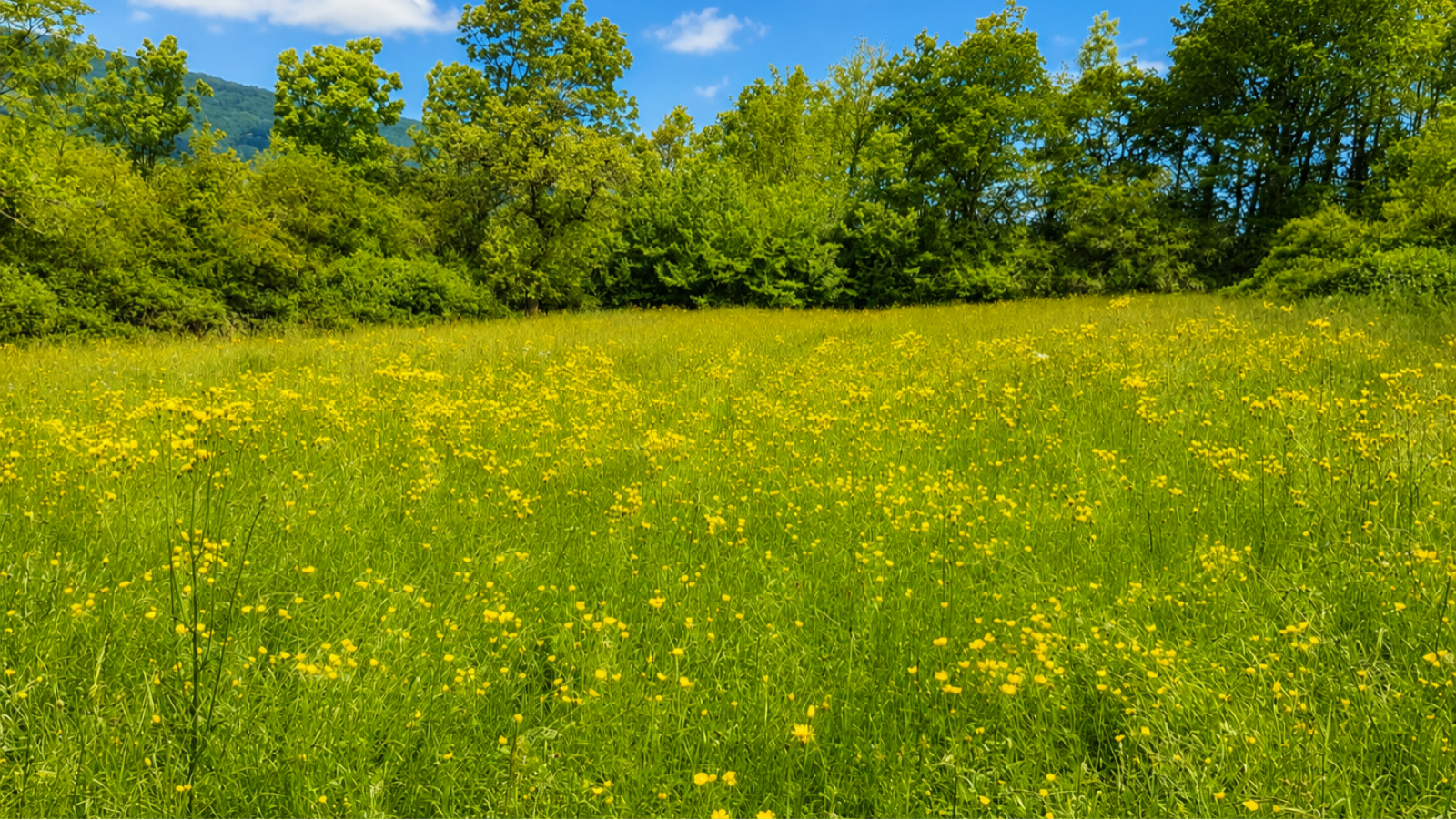 Terrain constructible de 3165m2 à Verrey-sous-Salmaise/ image 1