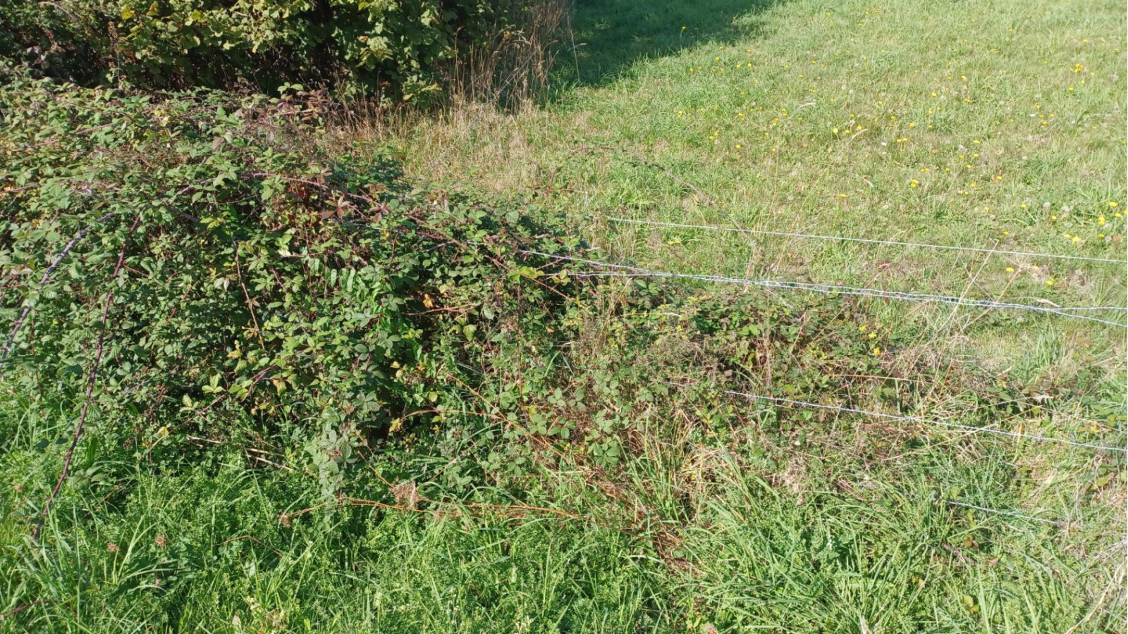Terrain constructible de 350m2 à Gosné/ image 1
