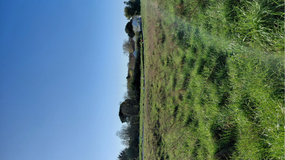 St Hilaire la forêt.jpg