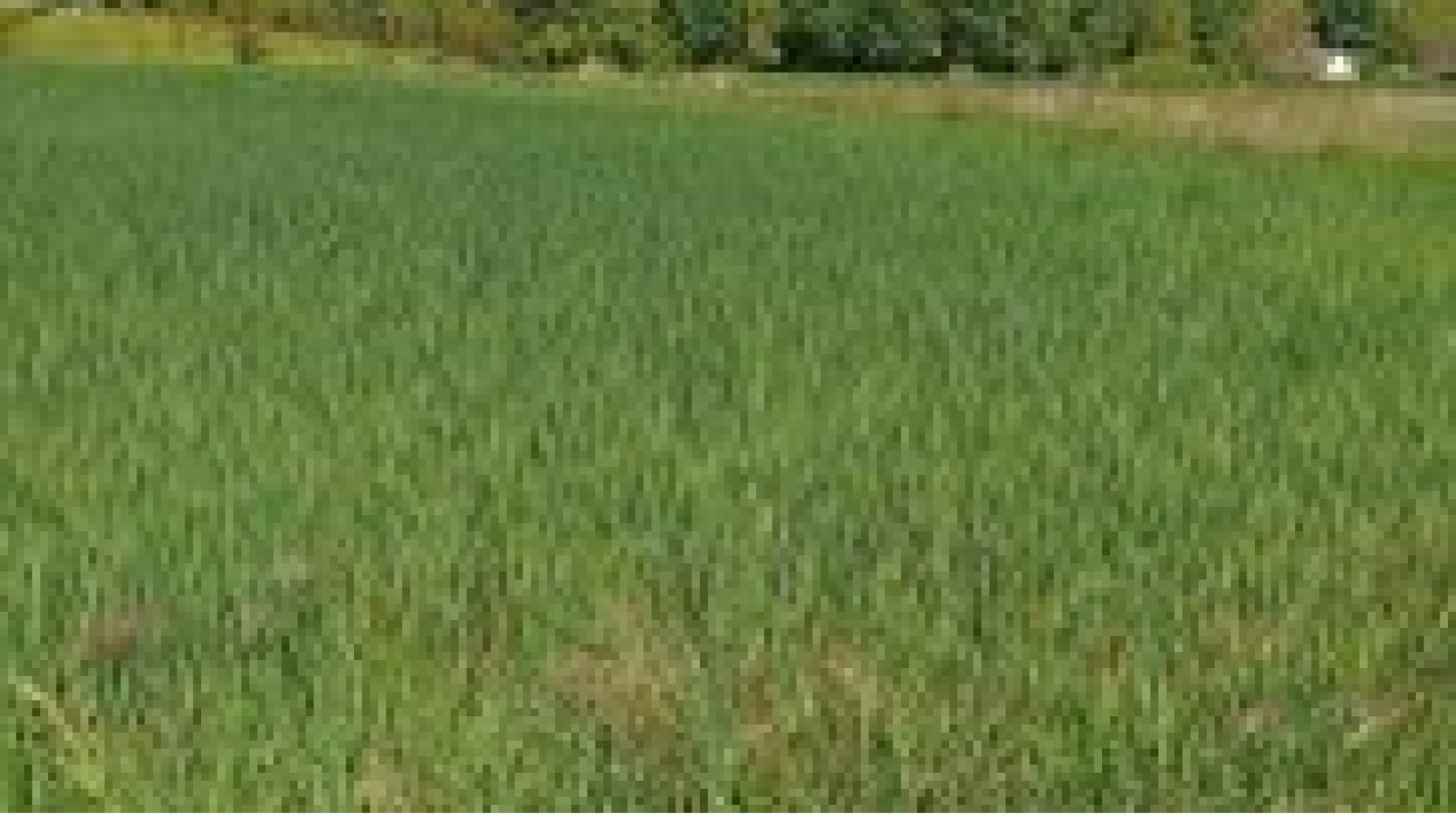 Terrain constructible de 1173m2 à Pourrain/ image 1