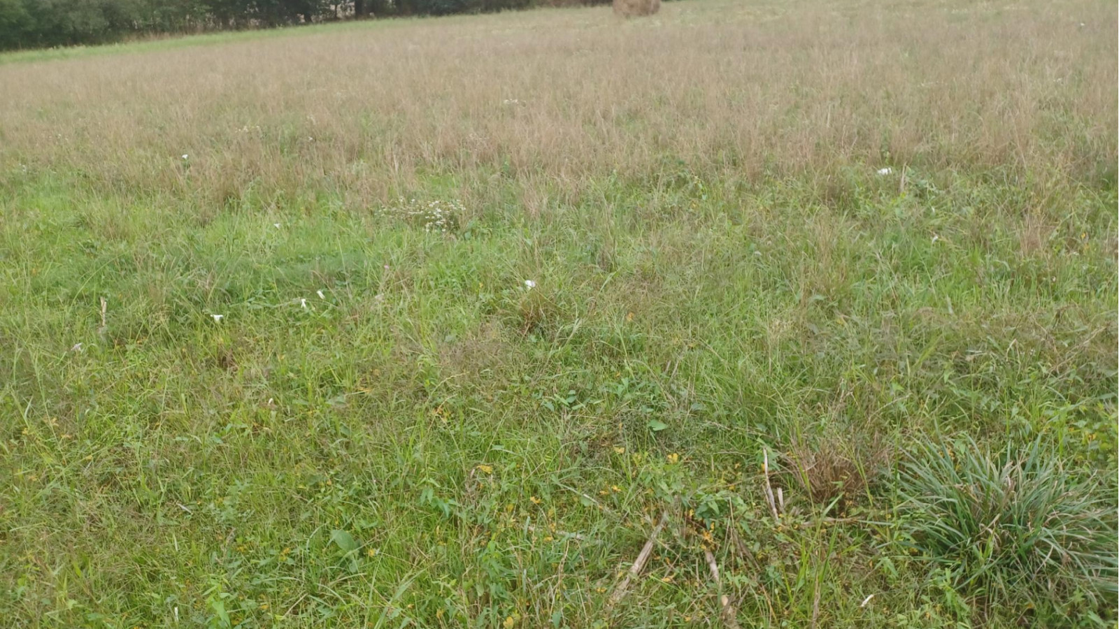 Terrain constructible de 890m2 à Saint-Domineuc/ image 1