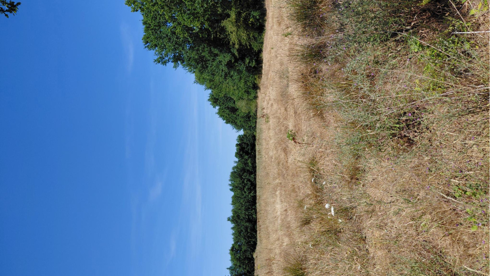 Terrain constructible de 800m2 à La Roche-sur-Yon/ image 1
