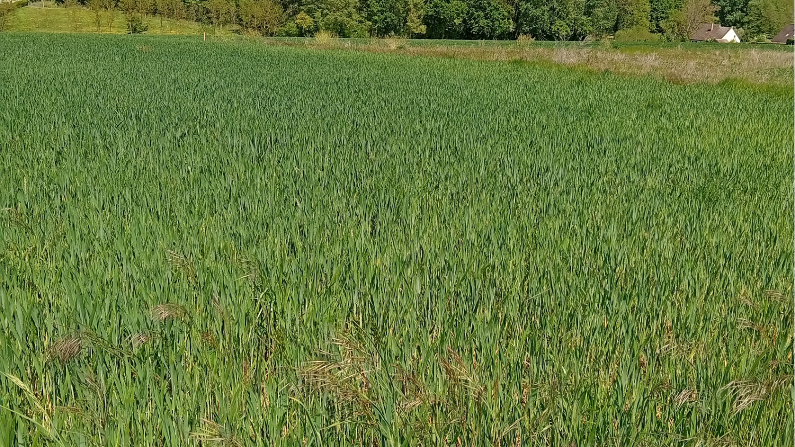 Terrain constructible de 1173m2 à Pourrain/ image 1