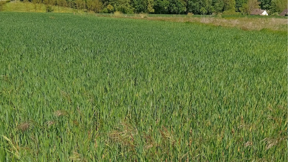 les moureaux.jpg