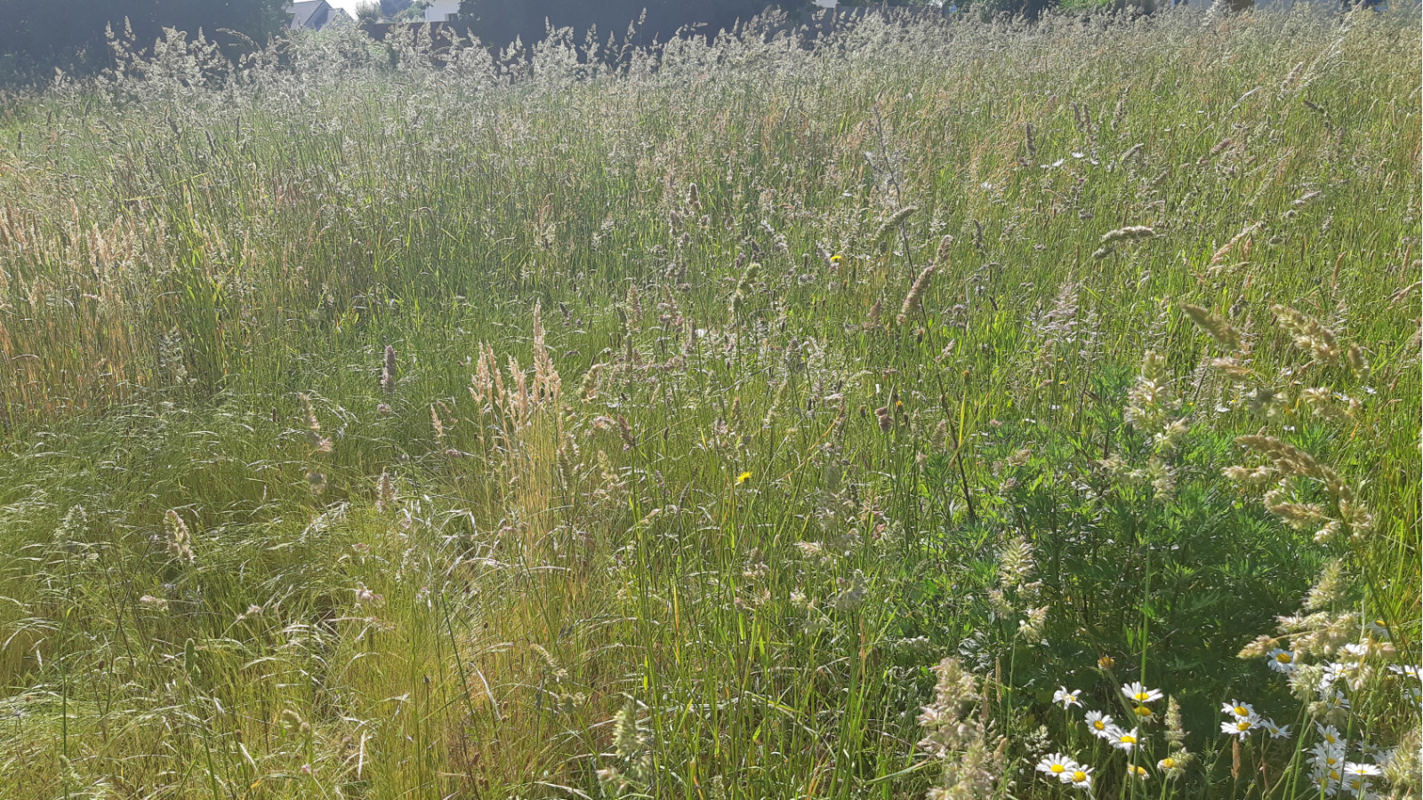 Terrain constructible de 560m2 à Drefféac/ image 1