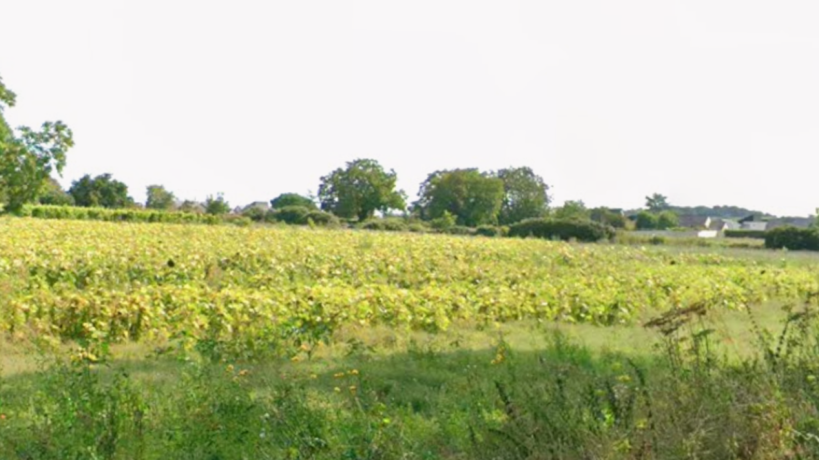 Terrain constructible de 736m2 à Bellevigne-les-Châteaux/ image 1